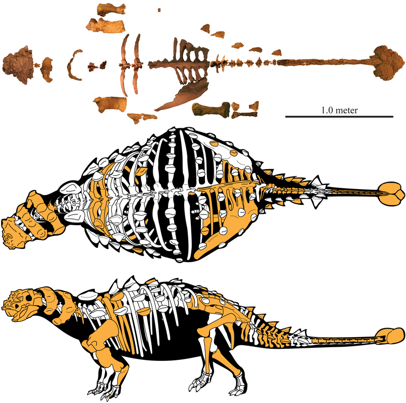 Skeleton of the new armored dinosaur as represented by preserved bones.